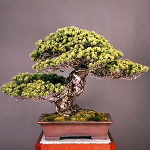 Bonsai Trees on Many Sources Believe One Of The Oldest Living Bonsai Tree Is A Five