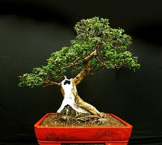 Fukien Tea Bonsai Tree